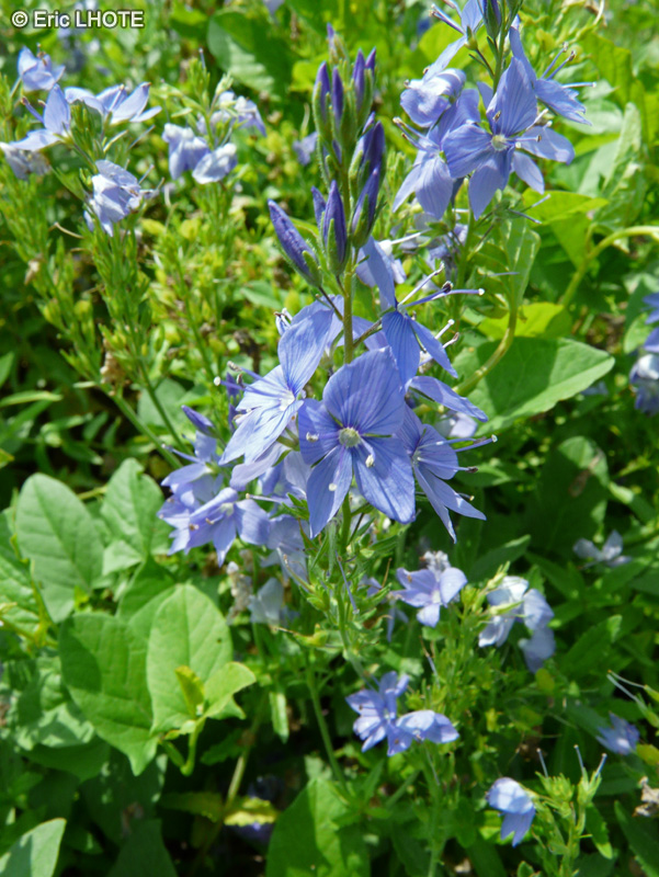  - Veronica austriaca subsp. teucrium - 