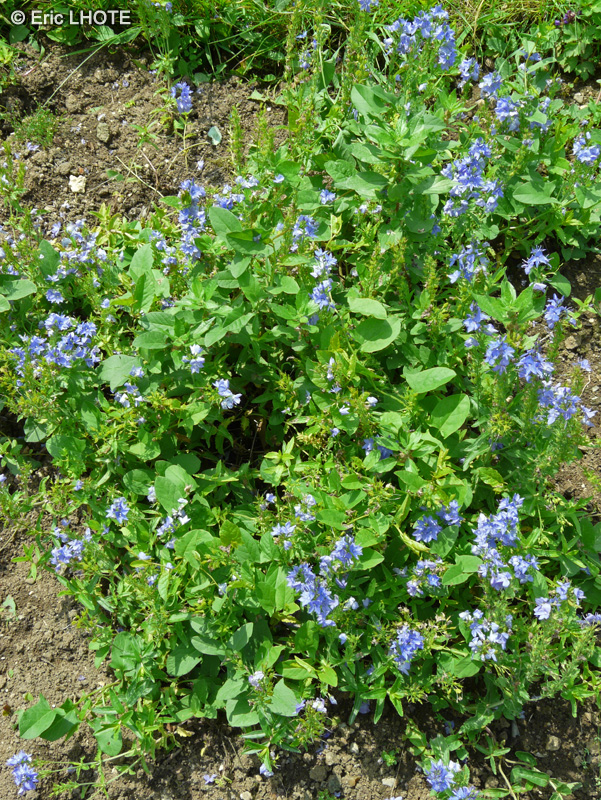 Plantaginaceae - Veronica austriaca subsp. teucrium - Véronique d’Orsini, Véronique douteuse