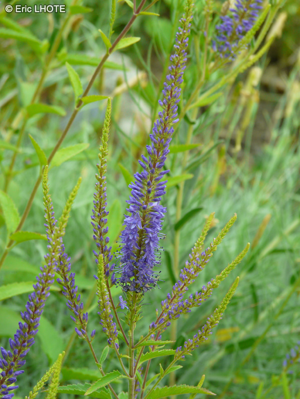 Plantaginaceae - Veronica bachofenii - Véronique