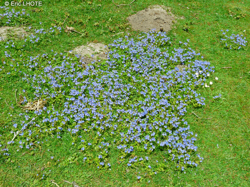  - Veronica chamaedris - 