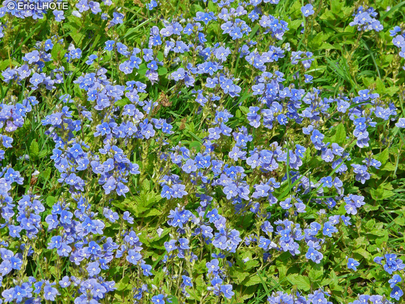  - Veronica chamaedris - 