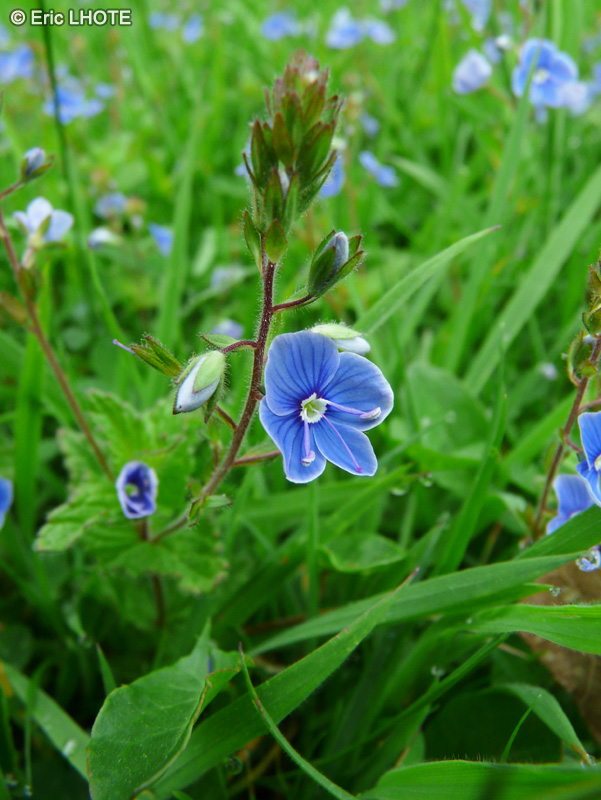  - Veronica chamaedris - 