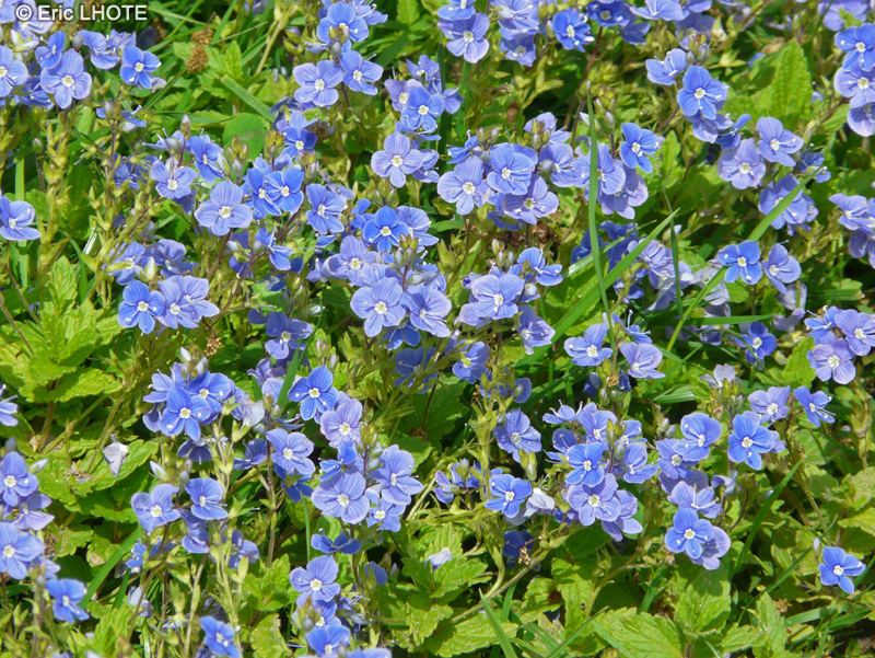 Plantaginaceae - Veronica chamaedris - V&eacute;ronique petit Ch&ecirc;ne