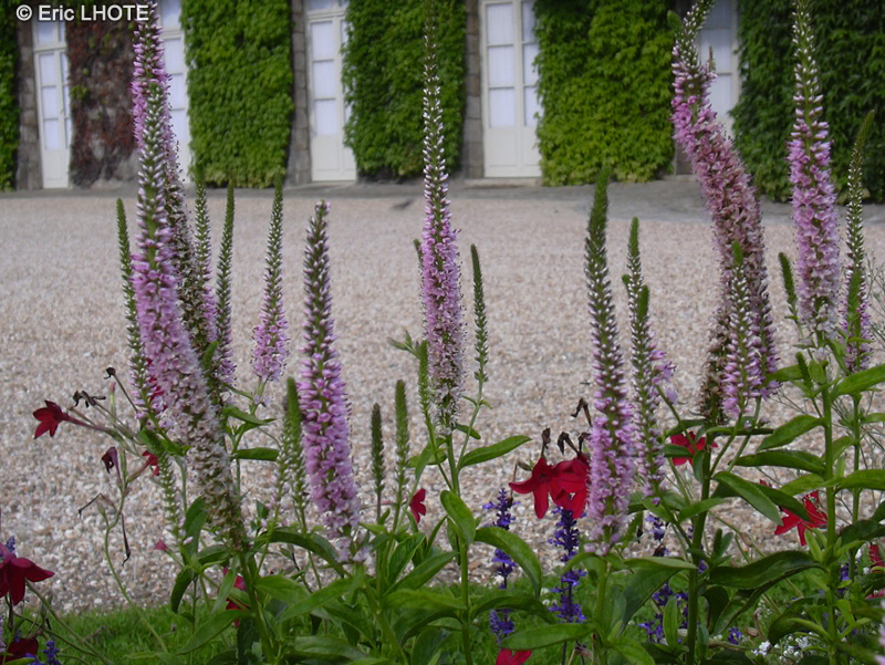  - Veronica longifolia - 