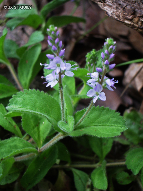 Plantaginaceae - Veronica officinalis - Véronique officinale
