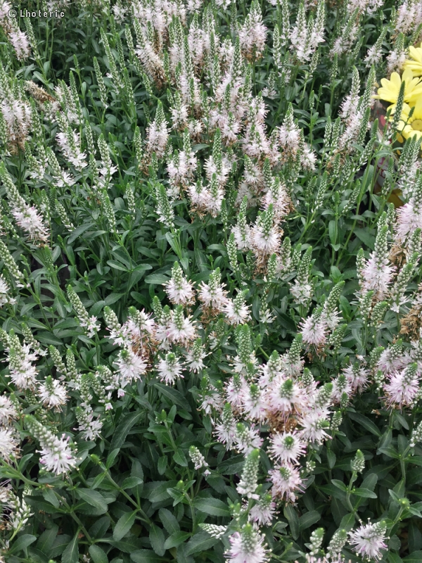 Plantaginaceae - Veronica repens - Véronique rampante