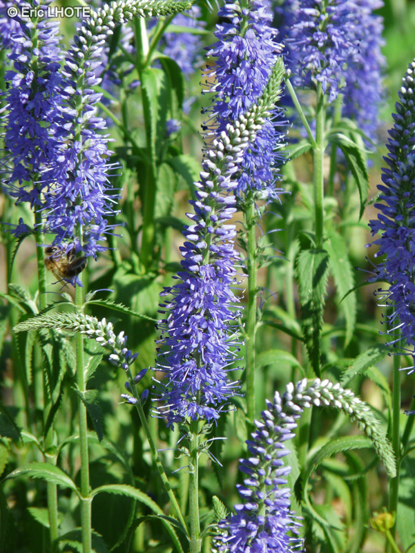  - Veronica spicata - 