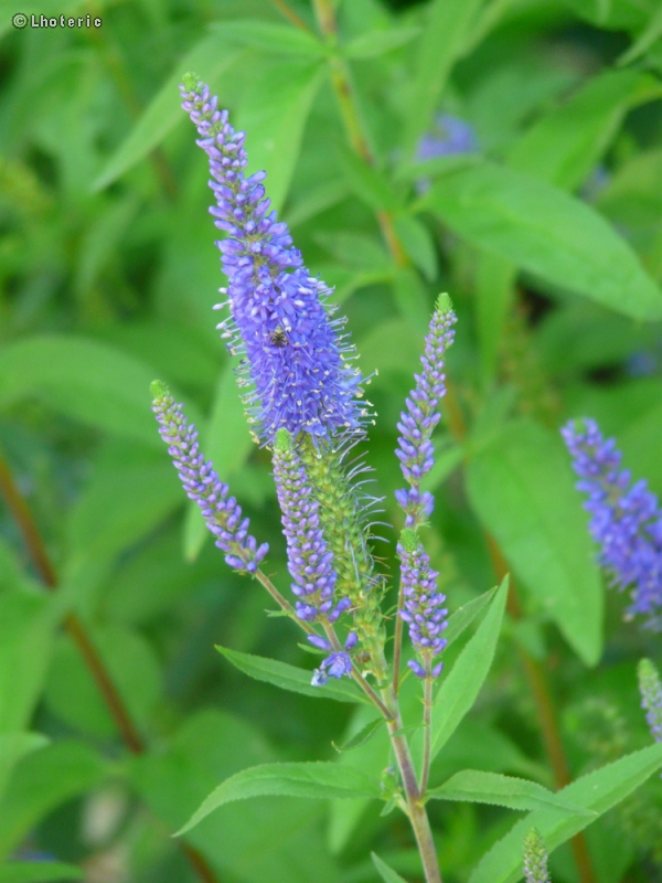  - Veronica spicata - 