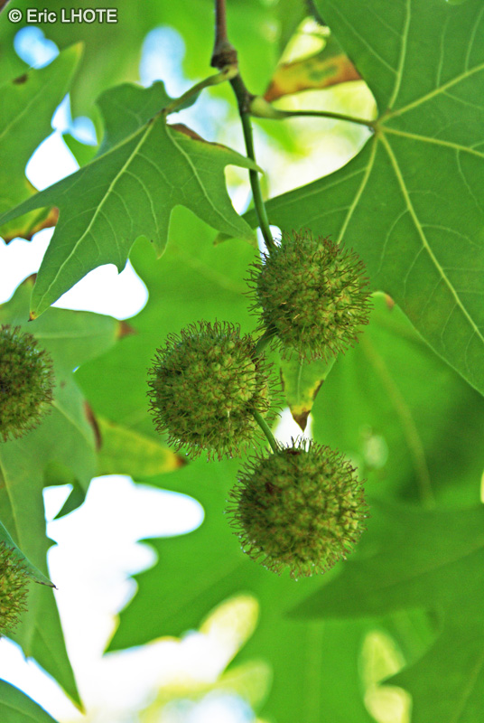  - Platanus occidentalis - 
