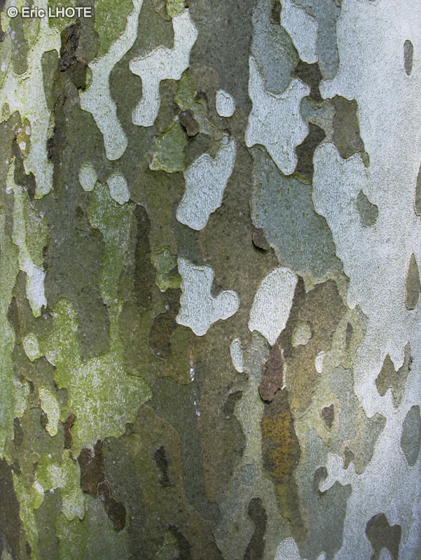 Platanaceae - Platanus occidentalis - Platane d&rsquo;occident