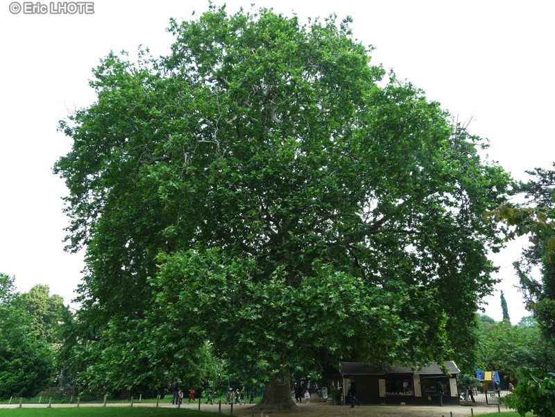  - Platanus orientalis - 