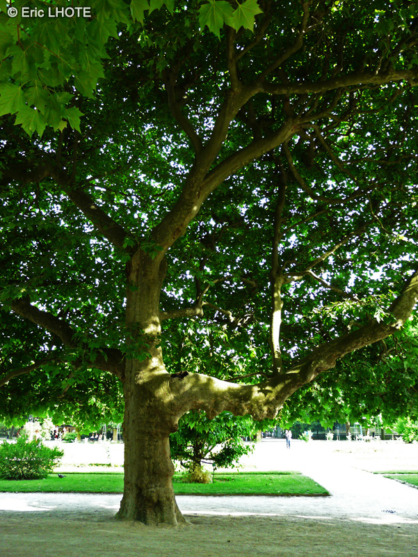  - Platanus x acerifolia, Platanus x hispanica - 