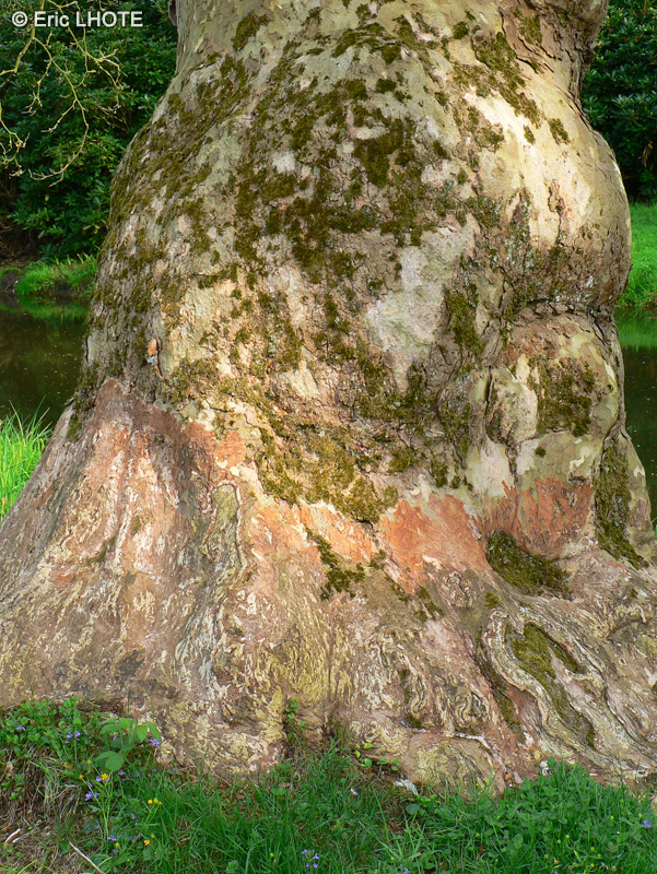  - Platanus x acerifolia, Platanus x hispanica - 