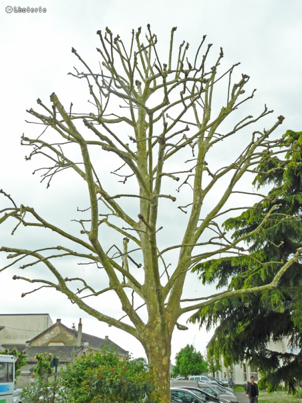  - Platanus x acerifolia, Platanus x hispanica - 