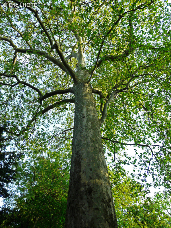 Platanaceae - Platanus x acerifolia, Platanus x hispanica - Platane commun