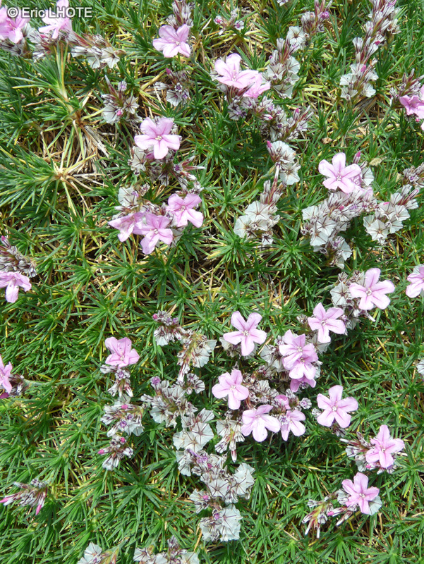  - Acantholimon ulicinum - 