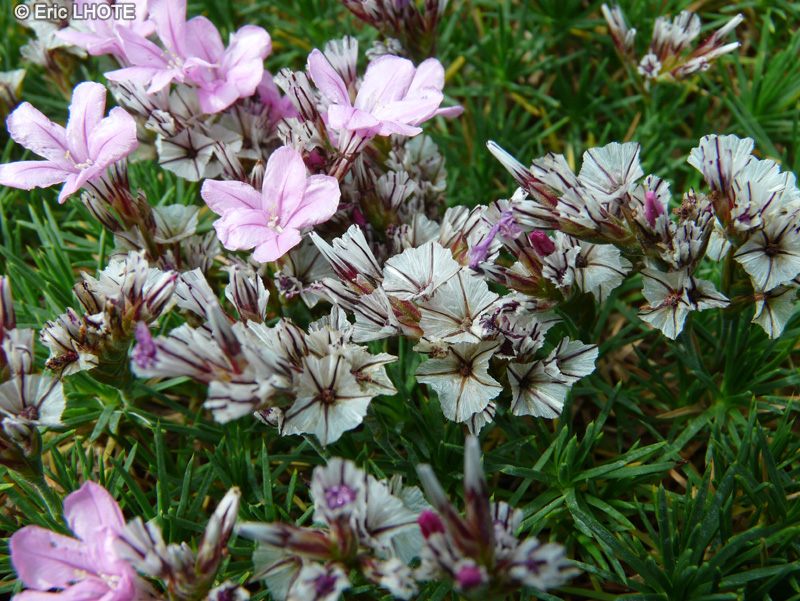  - Acantholimon ulicinum - 