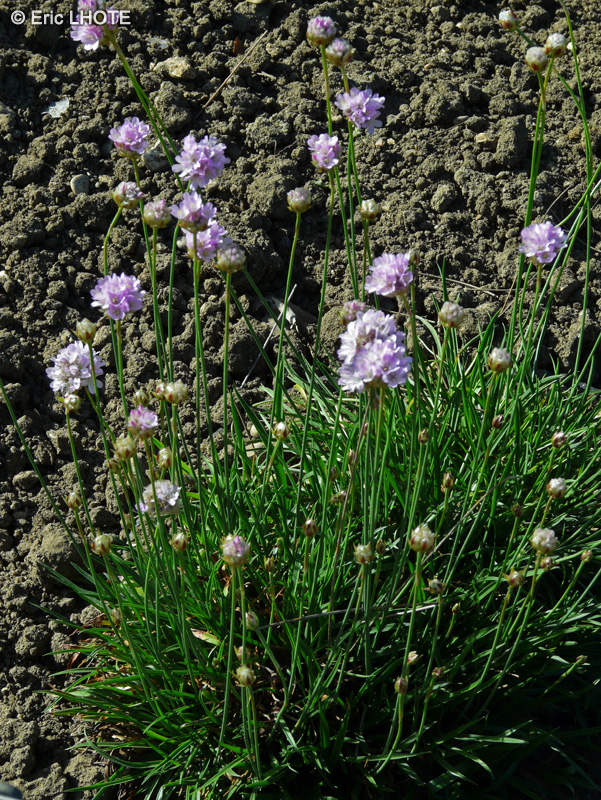  - Armeria canescens - 