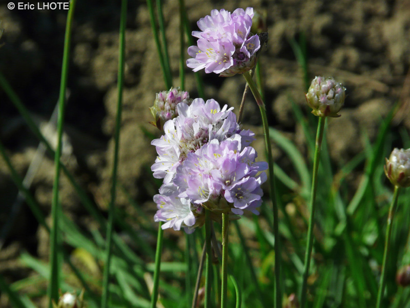 Plumbaginaceae - Armeria canescens - Armérie