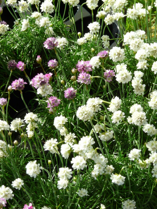  - Armeria maritima - 