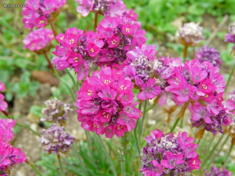  - Armeria maritima - 