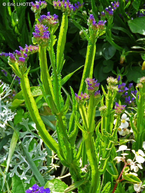 - Limonium sinuatum - 