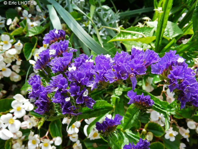  - Limonium sinuatum - 