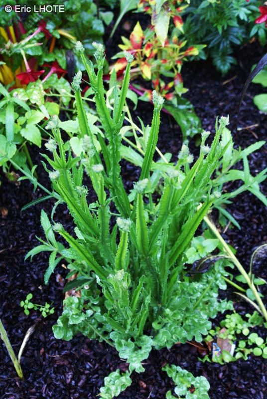 Plumbaginaceae - Limonium sinuatum - Statice