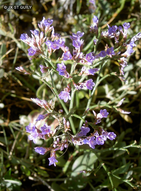  - Limonium sp. - 