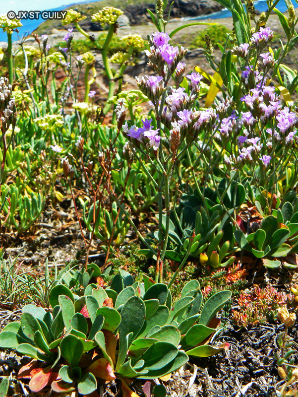 Plumbaginaceae - Limonium sp. - Statice