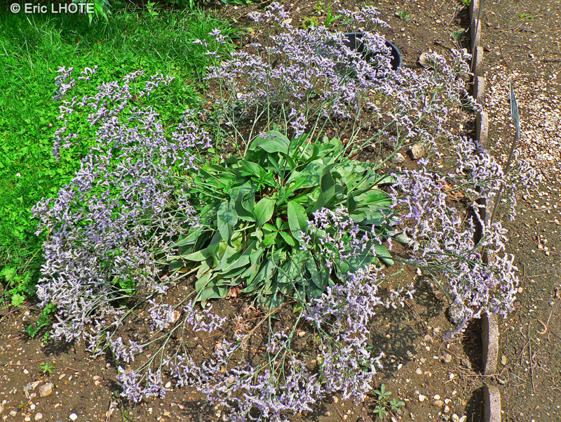 Plumbaginaceae - Limonium vulgare - Immortelle bleue, Lavande de mer, Saladelle