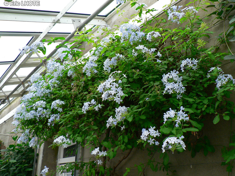  - Plumbago capensis - 