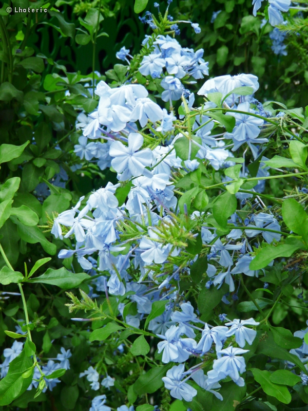  - Plumbago capensis - 