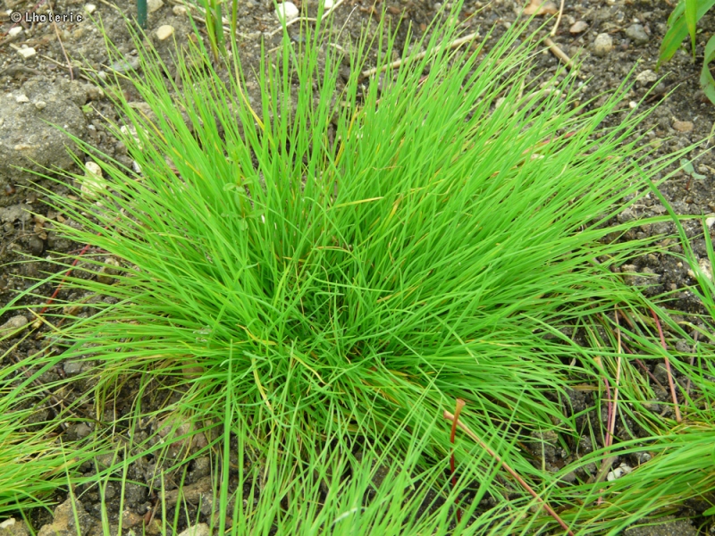Poaceae - Agrostis canina - Agrostide des chiens