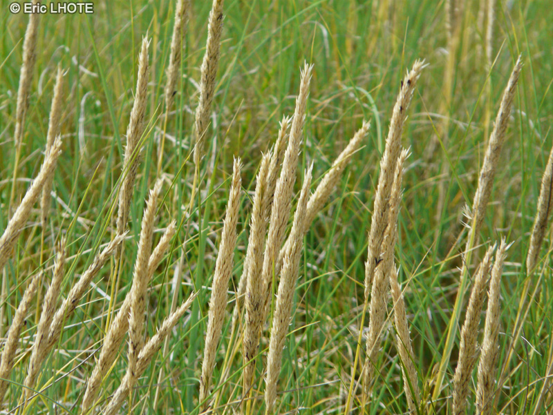  - Ammophila arenaria, Arundo arenaria - 
