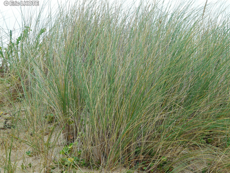  - Ammophila arenaria, Arundo arenaria - 