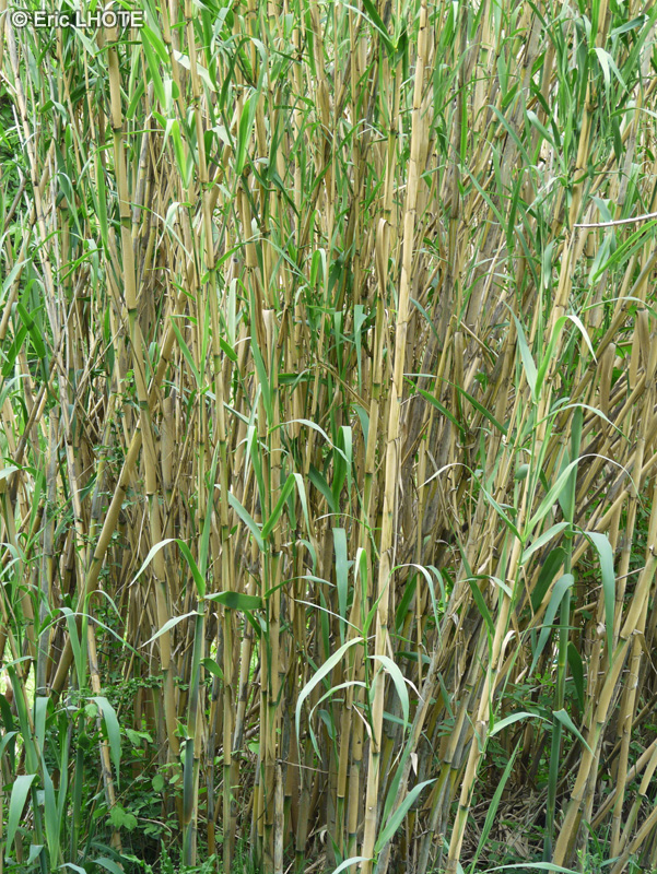  - Arundo donax - 