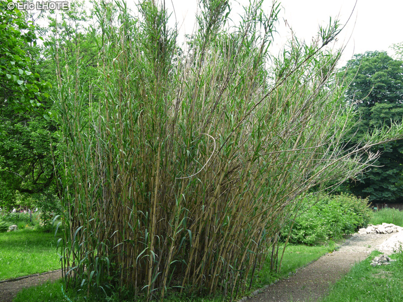  - Arundo donax - 