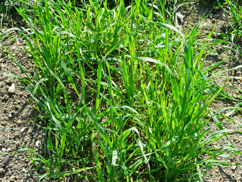Poaceae - Avena fatua - Folle Avoine