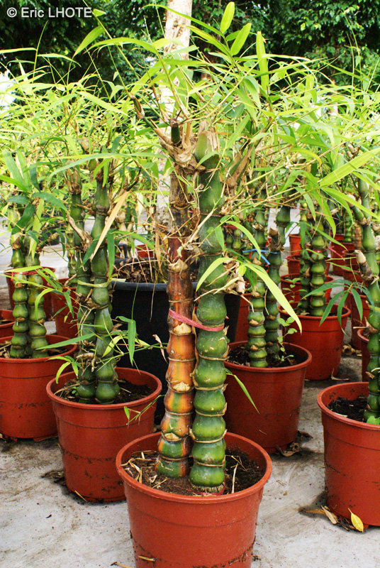  - Bambusa ventricosa - 