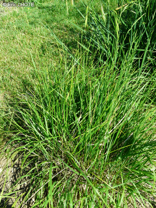 Poaceae - Brachypodium pinnatum - Brachipode penné