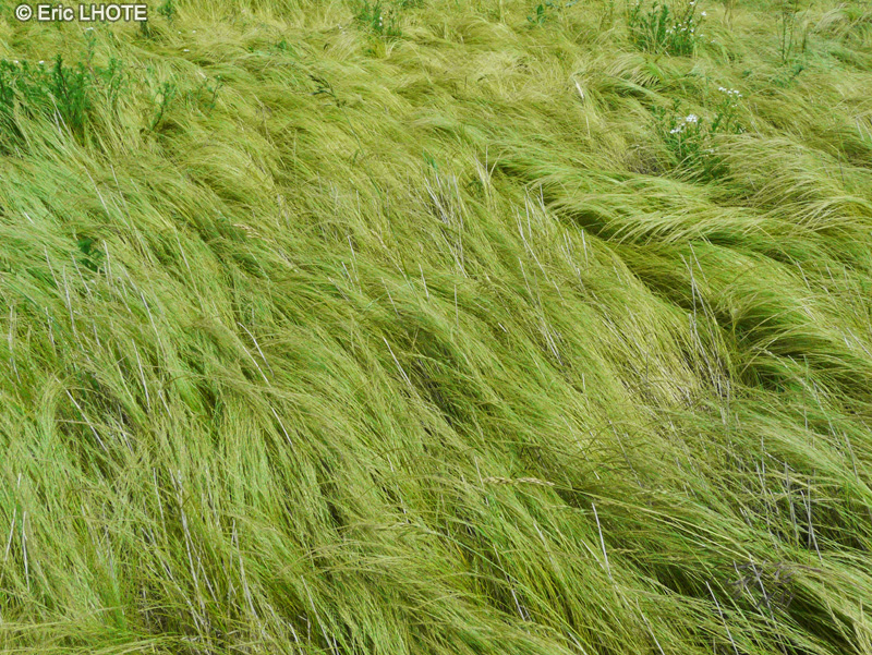  - Bromus inermis, Bromopsis inermis - 