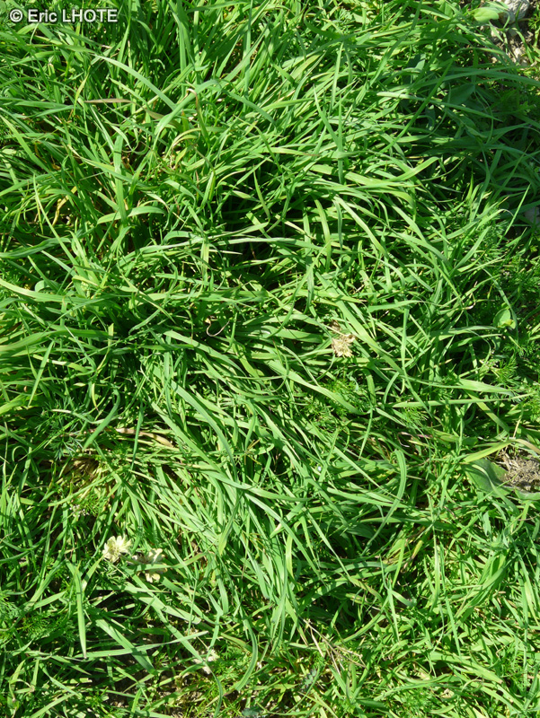 Poaceae - Bromus madritensis - Brome de Madrid
