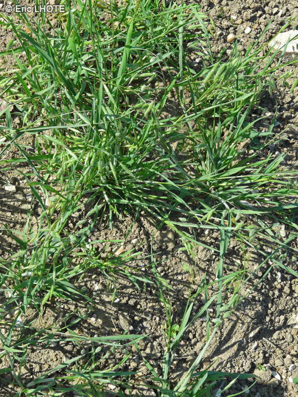  - Bromus squarrosus - 
