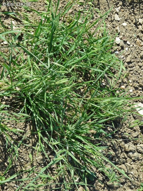 Poaceae - Bromus squarrosus - Brome raboteux