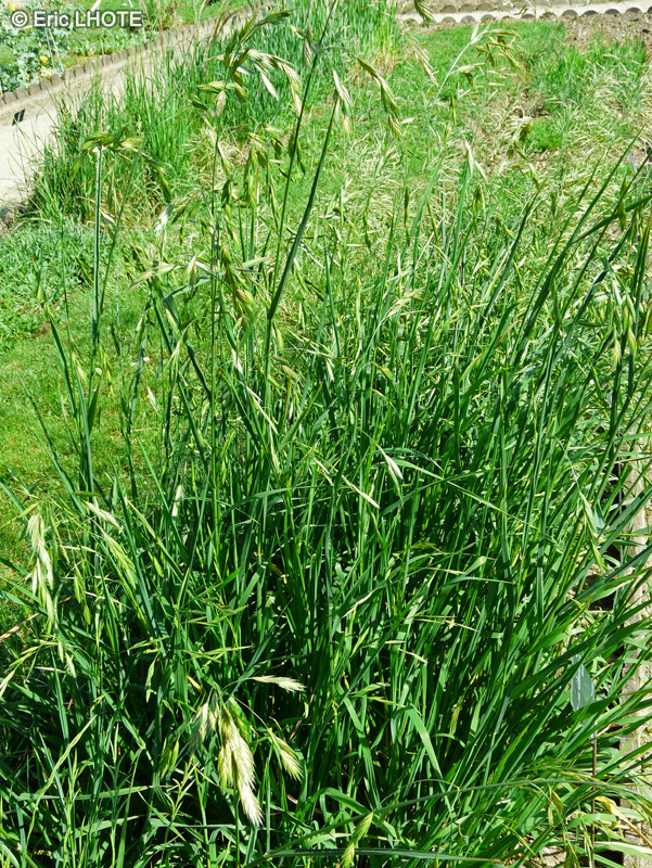  - Bromus willdenowii - 