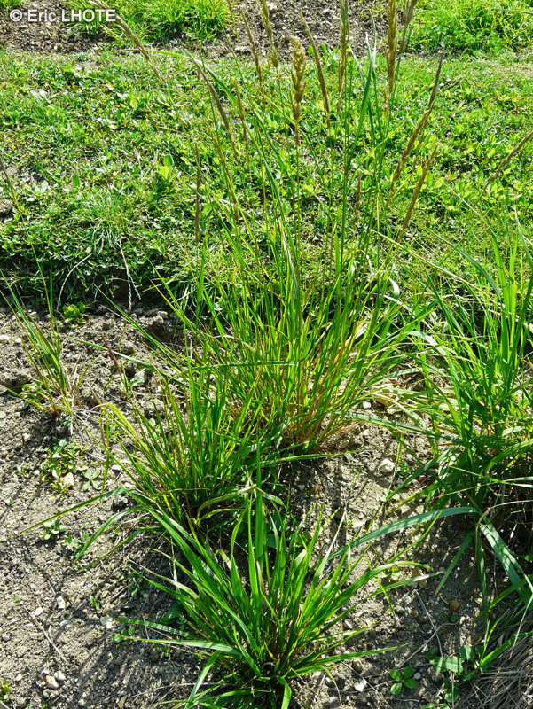  - Calamagrostis arundinacea - 