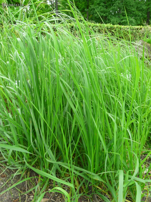  - Calamagrostis epigejos - 