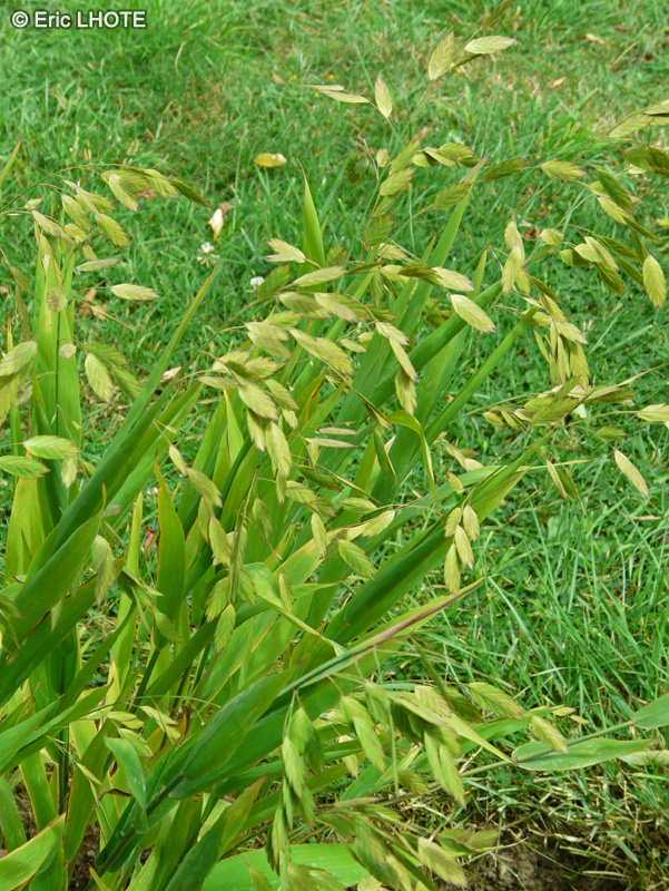  - Chasmanthium latifolium, Uniola latifolia - 