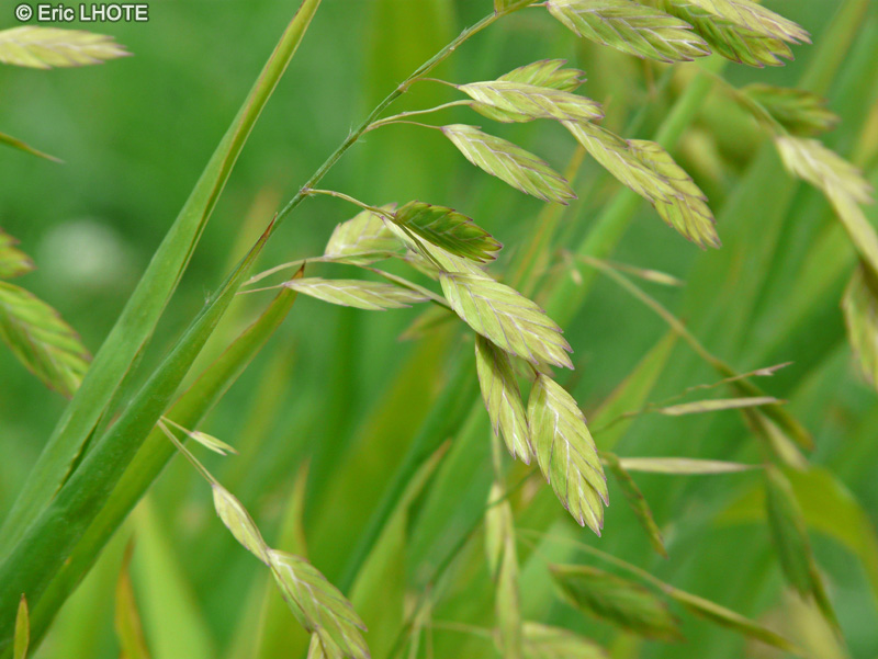  - Chasmanthium latifolium, Uniola latifolia - 